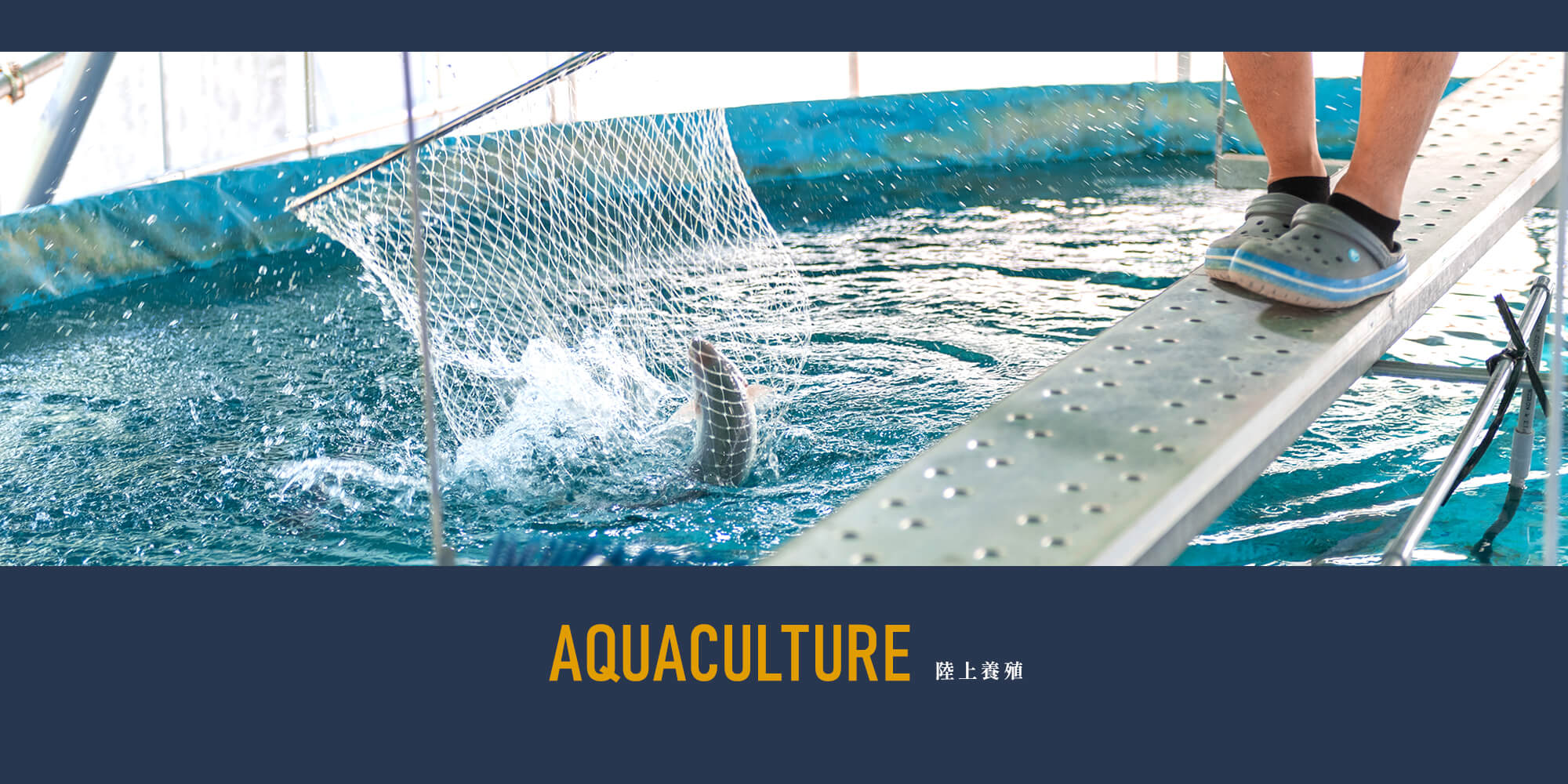 陸上養殖